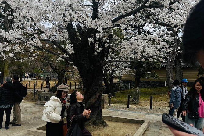 Kyoto Private & Customizable Tour with English-Speaking Driver - Nishiki Market: a smart break for Kyoto snacks and browsing