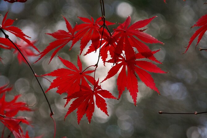 Kyoto: Private Flexible 3 hours tour with a local guide - Private Kyoto in 3 Hours: Flexibility That Actually Helps