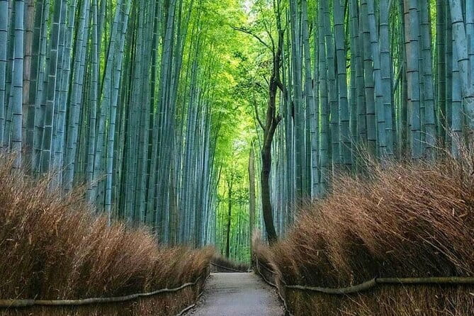 Kyoto tour 12 hours Private Nagoya pick up available - Price and value: what $1,172.75 per group gets you