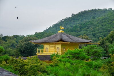 Kyoto & Uji: Full Day Sightseeing Tour from Osaka or Kyoto - How the 9-hour schedule actually feels (and why time windows matter)
