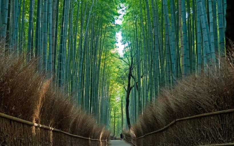 Kyoto UNESCO World Heritage Sites 1d Tour from Osaka/Kyoto - A5 Kobe beef lunch: worth it depends on how you travel