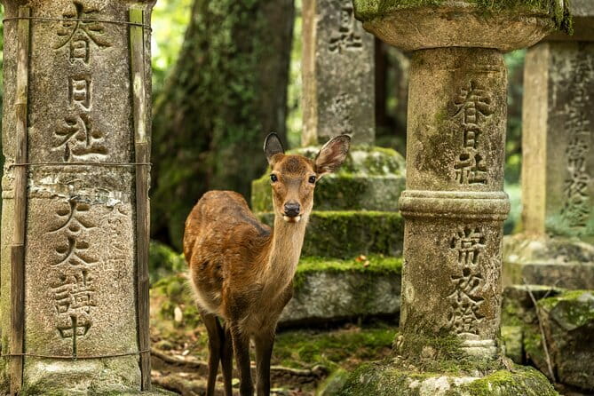 Kyoto&Nara Private Highlights Tour with English driver Pickup - Quick Hits: What Makes This Kyoto–Nara Day Work