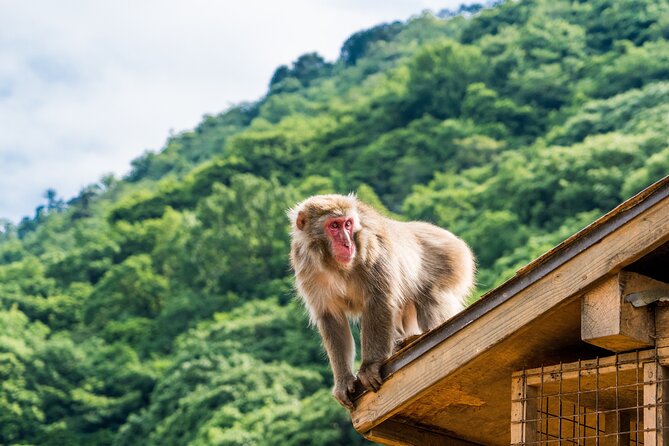Kyoto's Top City Highlights: 2-Day Private Tour Experience - Kiyomizudera and Gion: the hillside icon and Kyoto’s street-life finale