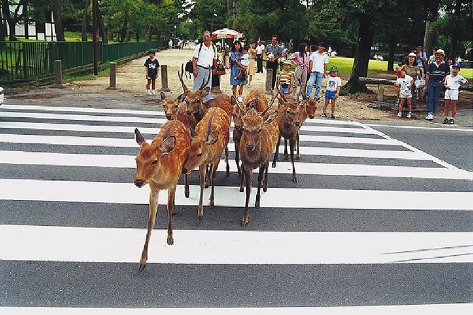 Nara Afternoon Tour from Kyoto or Osaka - Key highlights you’ll actually feel