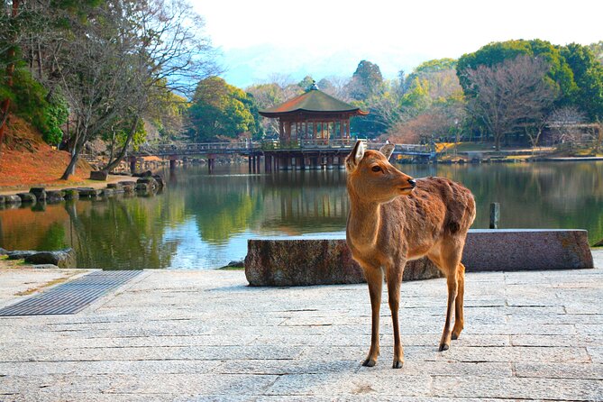 Nara Park, Osaka & Kobe from Kyoto Full Day tour - Key Highlights You’ll Actually Feel During the Day