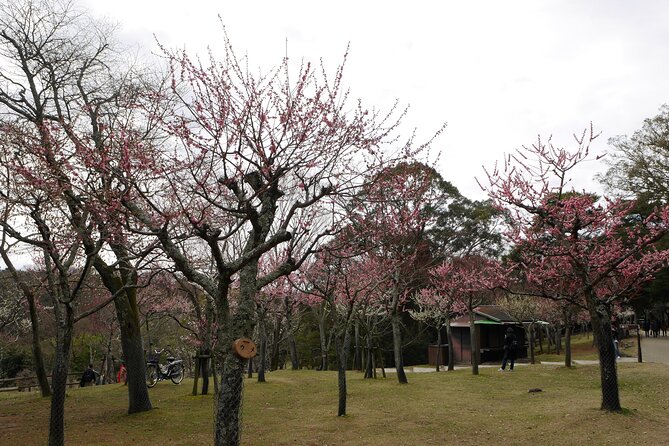 Nara Todaiji Kasuga Taisha Private Full Day Tour From Kyoto - Price and logistics: what you’re really paying for