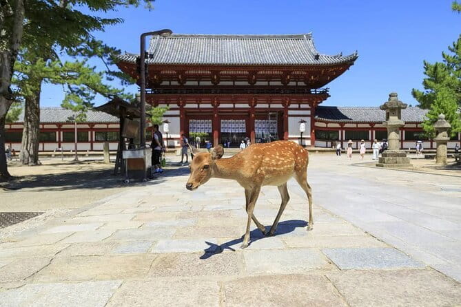 NARUTO & BORUTO at Nijigen no Mori Park Entry& Bus Transportation - Pricing and value: does it make sense for your style of travel?