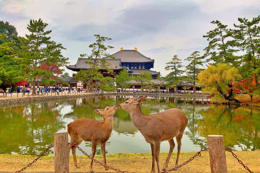 Osaka/Kyoto: Arashiyama, Nara & Fushimi Inari Shrine w/Lunch - Nara Park deer and Todai-ji: the moment that feels most human