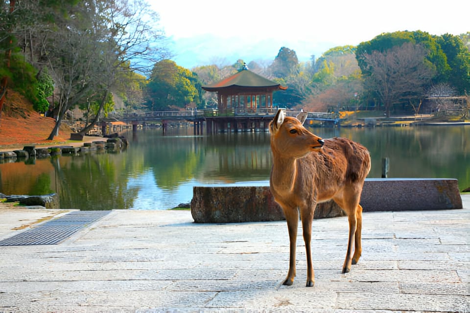 Osaka/Kyoto: Private Kyoto and Nara Day Trip - How the flexible choices work when you have limited time