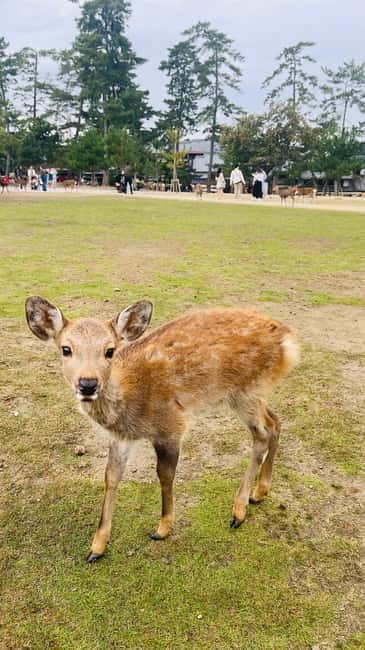 Osaka & Nara: Private Tour with English speaking guide - Getting picked up (and staying sane) in Osaka or Kyoto