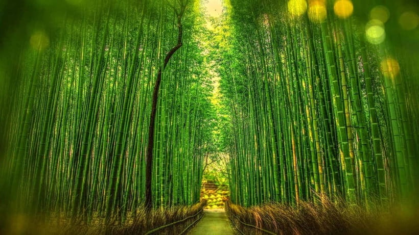 Osaka to Kyoto: Arashiyama Bamboo Grove Small Group Tour - Ten Hours from Osaka to Kyoto: the Value of a 9-Person Group