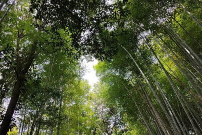 Private Customized Walking Tour in Kyoto - Stop 1: Kinkakuji (Golden Pavilion) and what to look for
