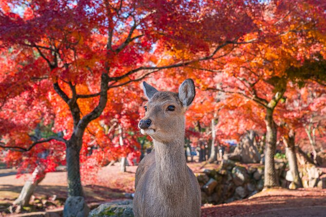 Private Kyoto Tour by Car with Optional Nara or Osaka Add-Ons - How the day stays flexible (without falling apart)