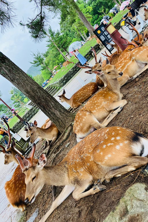 Private Nara Tour from Osaka – Meet at Your Hotel - Key things you should notice before you go