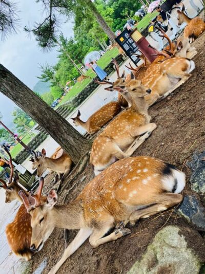 Private Nara Tour from Osaka – Meet at Your Hotel - Higashimuki Shopping Street: a short stop that sets the mood