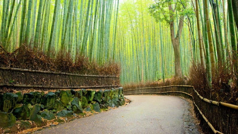 Private Tour to Monkey Park and Arashiyama Highlights - Arashiyama Monkey Park Iwatayama: the climb, the feeding rules, and the Kyoto view