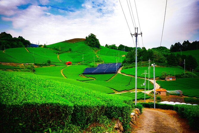 Scenic Green Tea Fields of Hidden Kyoto & Local Tea Exp (Private) - Key Highlights Worth Booking