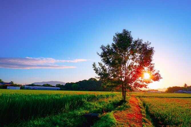 Scenic Green Tea Fields of Hidden Kyoto & Local Tea Exp (Private) - The Private Ride: Pickup, Van Comfort, and Mini Cooper Open-Air Fun