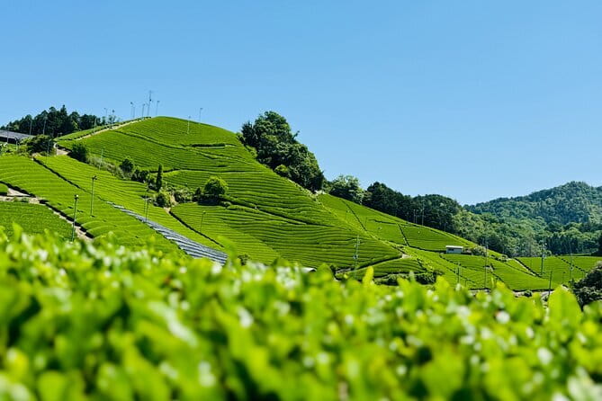 Slow Cycling Tour at Uji's Matcha Green Tea Fields and Heritage - Stop 7: Byodo-in Omotesando and Optional Phoenix Hall Entry