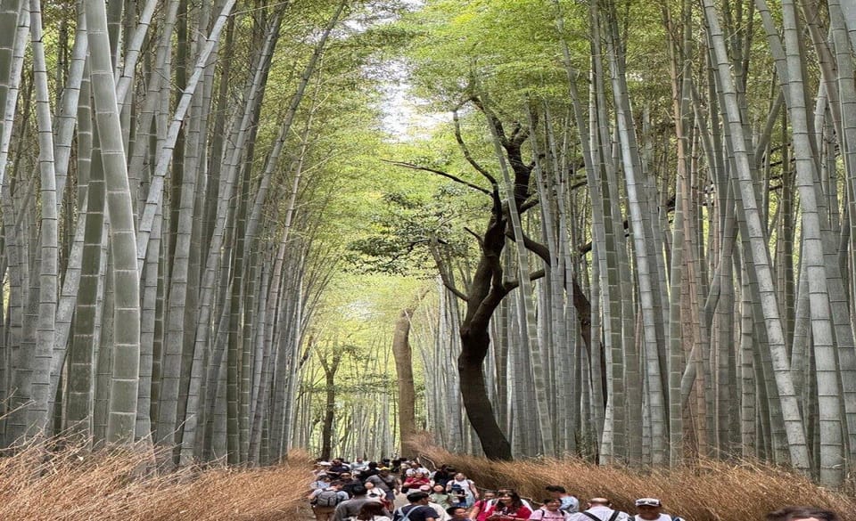 Treasures of Kyoto: Gion & historical Walking Tour - Price and What You Get for $44
