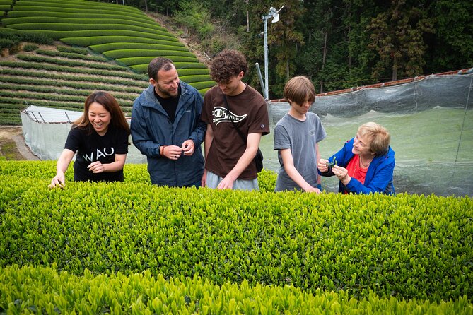 Uji and Wazuka Matcha Farm Half Day Private Guided Tour - Matcha in Uji and Wazuka: a tea lesson you can actually taste