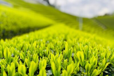 Uji and Wazuka Matcha Farm Half Day Private Guided Tour - Uji river stroll and the historic hits that set the mood